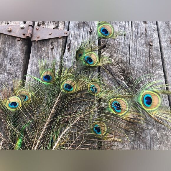 AUTHENTIC Peacock Feathers - Picture 3 of 14